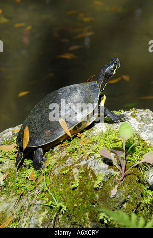 Florida guscio morbido Turtle a Cypress Gardens Winter Haven Florida US Foto Stock