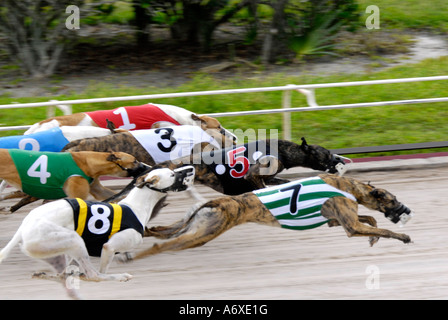 Cane Greyhound Racing a Sarasota Kennel Club dog via in Sarasota Florida FL FLA Foto Stock