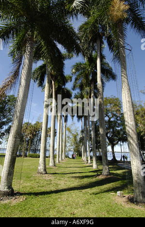 Southwest Ft Fort Meyers Myers Florida FL Edison e Ford Winter Estates Royal Palm Trees Foto Stock