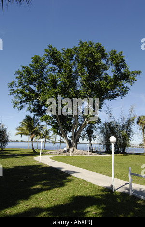 Southwest Ft Fort Meyers Myers Florida FL Edison e Ford Winter Estates Mysore Fig Tree Foto Stock