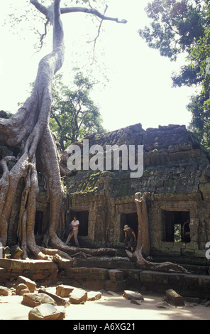 Asia, Cambogia Siem Reap, Angkor Wat. Le radici di un banyan tree diffusione al di sopra del tetto della galleria a Ta Prohm tempio. Foto Stock