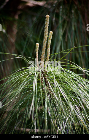 La nuova crescita su un peccio (Pinus palustris) in Florida, un albero nativo per il sud del STATI UNITI D'AMERICA Foto Stock