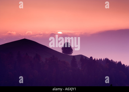 Germania Baviera Lone Tree sulla collina al tramonto Foto Stock