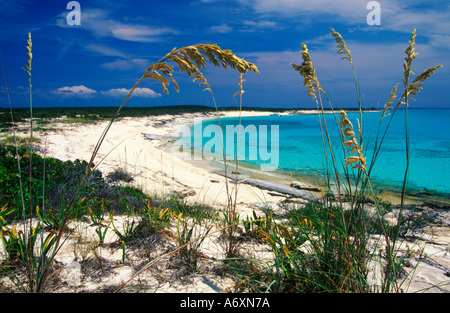 Avene di mare sulla spiaggia incontaminata di Long Island, Bahamas. Foto Stock