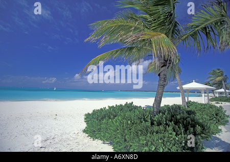 Bahamas, Long Island, Cape Santa Maria. Le palme lungo la spiaggia incontaminata Foto Stock