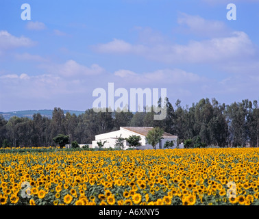 Sun Flowers Ubicazione Andalusia Spagna Foto Stock