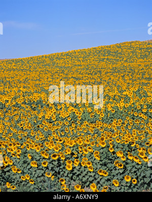 Sun Flowers Ubicazione Andalusia Spagna Foto Stock