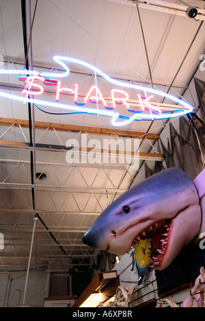 Shark insegna al neon presso la più grande fabbrica di Shell una popolare attrazione turistica in North Fort ft myers Florida FL Foto Stock