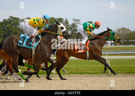 Corse di cavalli purosangue Tampa Bay Downs Florida FL Tampa Foto Stock