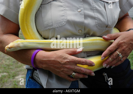 La donna trattiene il pet albino pitone birmano al festival in North Florida. Foto Stock