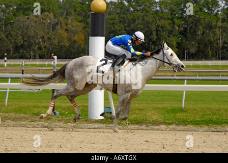 Corse di cavalli purosangue Tampa Bay Downs Florida FL Tampa Foto Stock