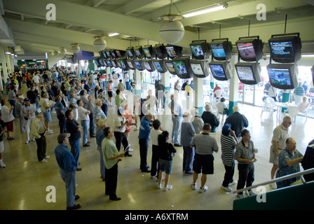 Corse di cavalli purosangue Tampa Bay Downs Florida FL Tampa Foto Stock