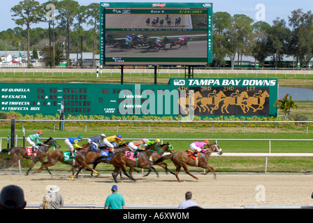 Corse di cavalli purosangue Tampa Bay Downs Florida FL Tampa Foto Stock