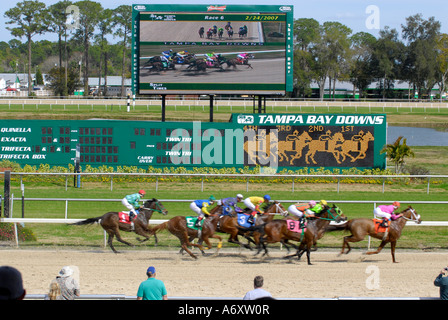 Corse di cavalli purosangue Tampa Bay Downs Florida FL Tampa Foto Stock