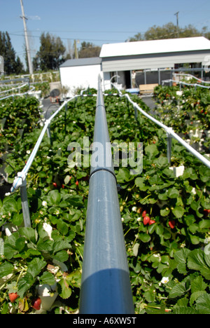 Hydroponics la coltivazione di fragole in Ruskin Tampa Florida Hillsborough County Golfo Occidentale Centrale Foto Stock