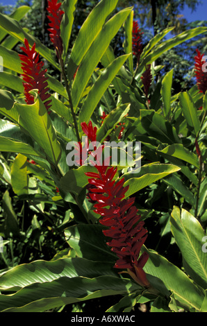 Caraibi, French West Indies, Martinica Jardin de Balata; Red Ginger (Alpinia purpurata) Foto Stock