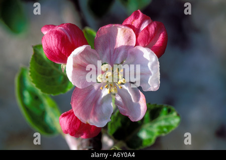 Cox Orange Pippin apple blossom annuncia l arrivo della primavera nel Kent REGNO UNITO Foto Stock
