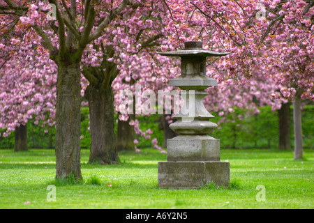 Un area di alberi di ciliegio in Parc de Sceaux Sceaux Francia Foto Stock