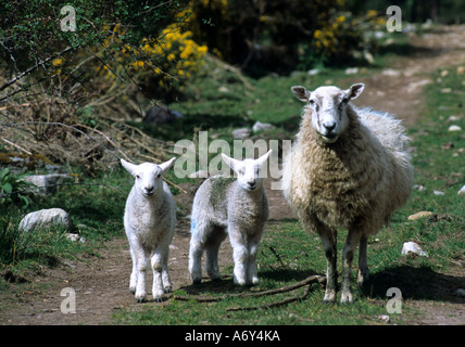Highlands scozzesi scozzese Scozia pecore pecore fattoria agricoltore Foto Stock