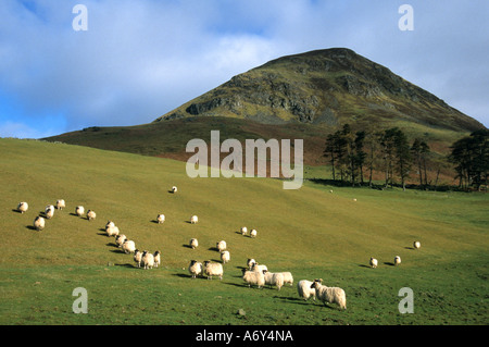 Highlands scozzesi scozzese Scozia pecore pecore fattoria agricoltore Foto Stock