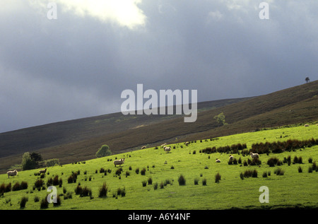 Highlands scozzesi scozzese Scozia pecore pecore fattoria agricoltore Foto Stock