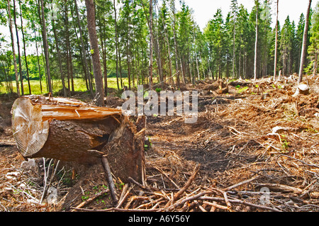 Compensazione in una foresta di pini dove tutti gli alberi sono stati tagliati da una violenta tempesta. Un troncone di albero in primo piano. La struttura è stata Foto Stock