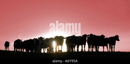 Vacche fotografati contro un tramonto in Nuova Zelanda Foto Stock