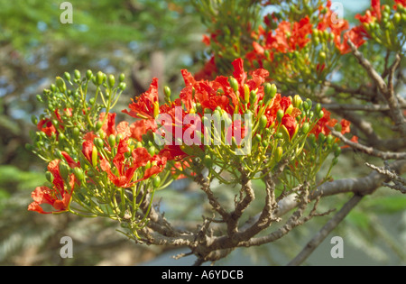 African Tulip Tree, Spathodea campanulata, Bignoniaceae. Foto Stock