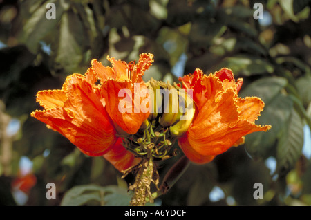 African Tulip Tree, Spathodea campanulata, Bignoniaceae. Foto Stock