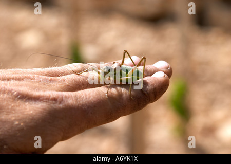Christophe Peyrus Domaine clos Marie. Pic St Loup. Languedoc. Grasshopper. La Francia. L'Europa. Foto Stock