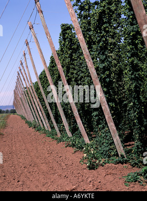 Le piante di luppolo supportato su fili tesi tra i poli sul luppolo fattoria nel Wilamette Valley vicino a Salem Oregon Foto Stock
