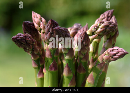 Asparagi in inglese corone o capi pronti per cucinare e mangiare Foto Stock