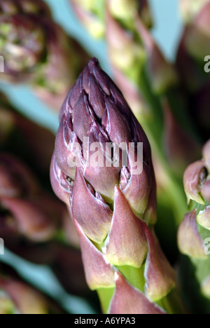 Asparagi in inglese corone o capi pronti per cucinare e mangiare Foto Stock