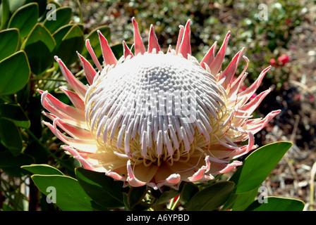 Re Protea cynaroides L Proteaceae in fiore Giardini Botanici di Kirstenbosch Città del Capo Sud Africa Foto Stock