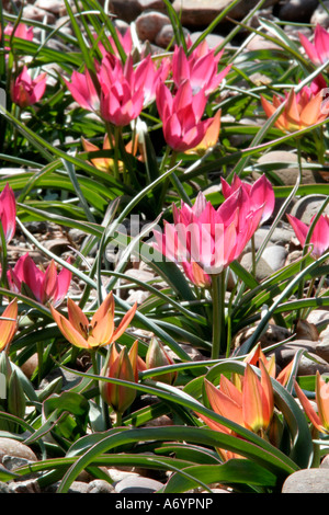 Rosa Tulipa humilis piccola bellezza e orange T humilis piccola principessa Foto Stock