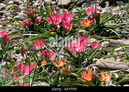 Rosa Tulipa humilis piccola bellezza e orange T humilis piccola principessa Foto Stock