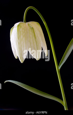 Testa di serpenti Fritillary -Fritillaria Thunbergii Foto Stock