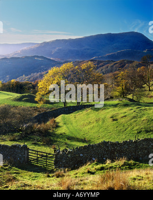 La Lakeland fells a nord di Tarn Hows con Wetherlam nella distanza Cumbria Inghilterra England Foto Stock