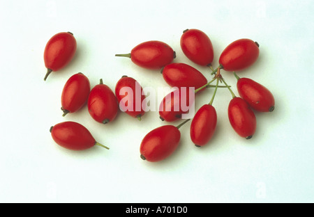 Cibo frutta frutto berry bacche di Crespino comune Berberis vulgaris frutta medicinali berberitze Foto Stock