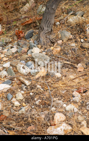 Domaine de Nidoleres. Roussillon. L'uva Syrah vitigno. Nella zona denominata Les Alberes. Il terroir del suolo. La Francia. L'Europa. Vigneto. Foto Stock