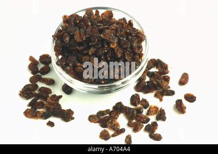Berberitze bacca secca di Crespino comune Berberis vulgaris Foto Stock