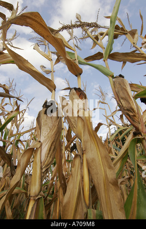 Il mais poco prima spigolando spigolare Foto Stock