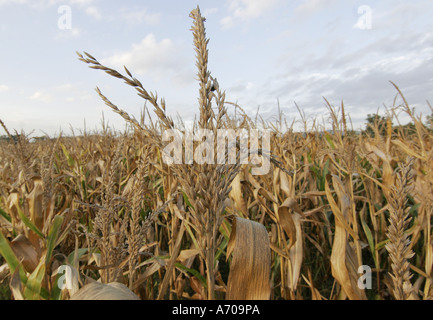 Il mais poco prima spigolando spigolare Foto Stock