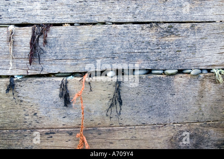 Ciottoli e alga intrappolata in un ceppo di legno Groyne parete in corrispondenza di Ynyslas Beach in Cardigan Bay, Wales, Regno Unito Foto Stock