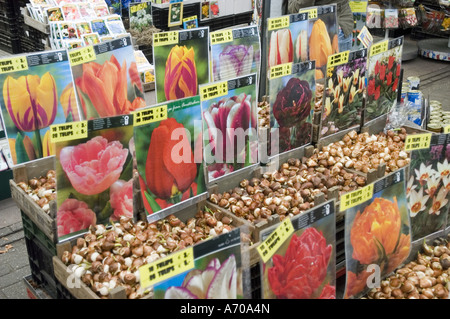 Bulbi di fiori in vendita al mercato galleggiante dei fiori sulle case galleggianti, canale Singel, Amsterdam, Olanda. Etichette colorate di tulipani e casse di legno. Foto Stock