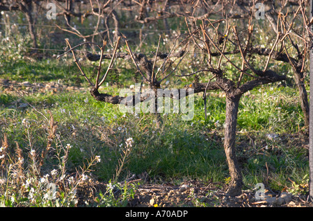 Domaine de l'Aigle. Limoux. Languedoc. Vigne addestrati in Cordon royat potatura. La Francia. L'Europa. Vigneto. Foto Stock