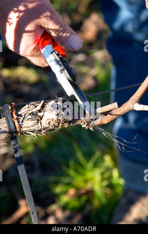 François Lafon Domaine de l'Aigle. Limoux. Languedoc. Vigne addestrati in Cordon royat potatura. L'uomo la potatura di vigneti. La Francia. L'Europa. Foto Stock