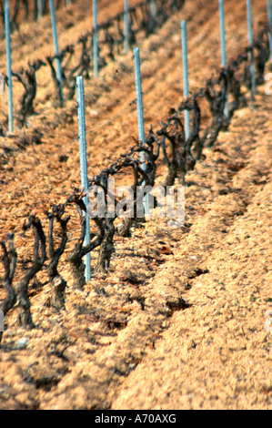 Fitou. Languedoc. Vigne addestrati in Cordon royat potatura. Il terroir del suolo. La Francia. L'Europa. Vigneto. Foto Stock