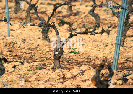 Fitou. Languedoc. Vigne addestrati in Cordon royat potatura. Il terroir del suolo. La Francia. L'Europa. Vigneto. Foto Stock