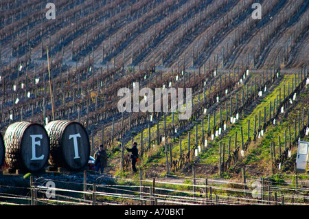 Domaine Gerard Bertrand, Chateau l'Hospitalet. La Clape. Languedoc. Metallo fili di supporto per i vitigni rendendo graphic riflessioni nella vigna. La Francia. L'Europa. Foto Stock